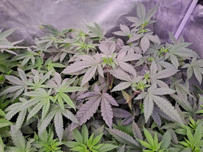 Tiger Paws/Velvet Cream. Week 5