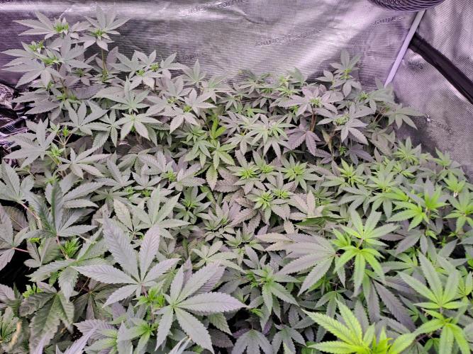 Tiger Paws/Velvet Cream. Week 5