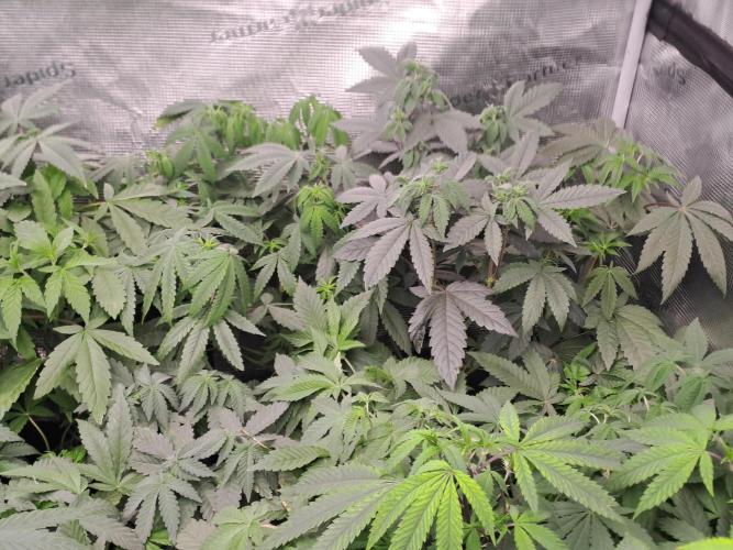 Tiger Paws/Velvet Cream. Week 6