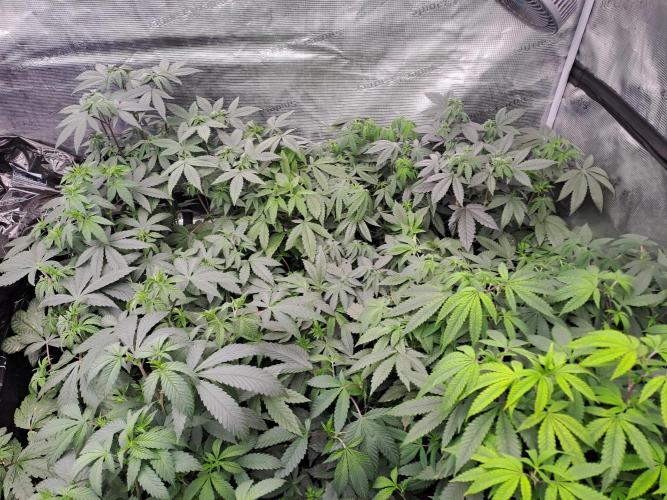 Tiger Paws/Velvet Cream. Week 6