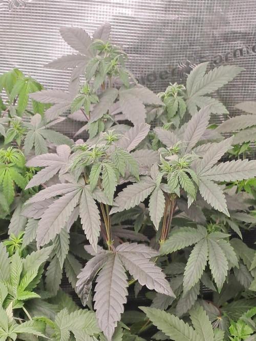 Tiger Paws/Velvet Cream. Week 6