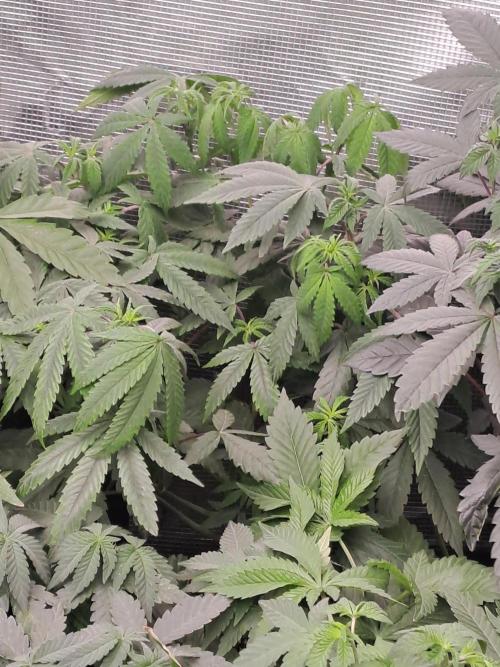 Tiger Paws/Velvet Cream. Week 6