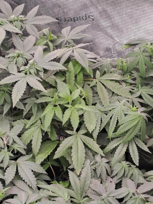 Tiger Paws/Velvet Cream. Week 6