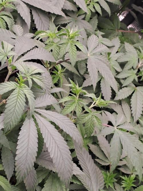 Grape Frappé. Week 6