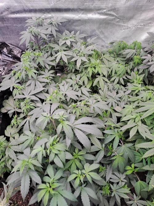 Grape Frappé. Week 6