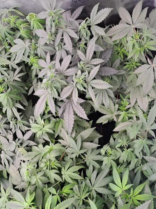 Grape Frappé. Week 6