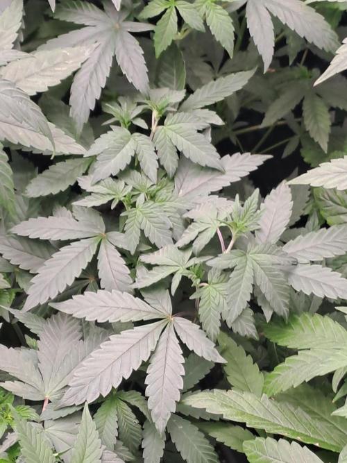 Grape Frappé. Week 6