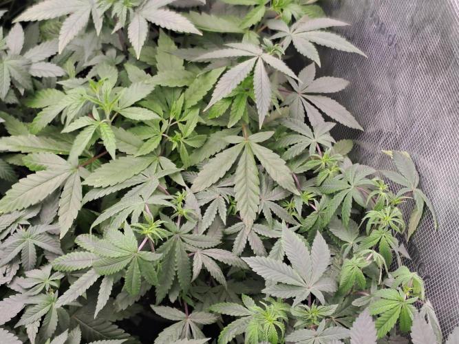 Grape Frappé. Week 6