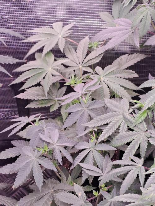 Tiger Paws/Velvet Cream. Week 6