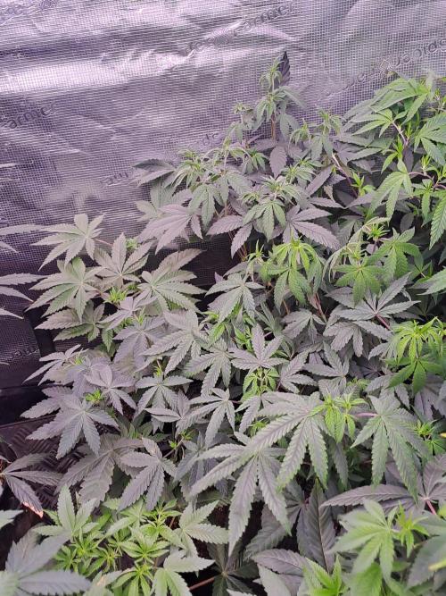 Tiger Paws/Velvet Cream. Week 6