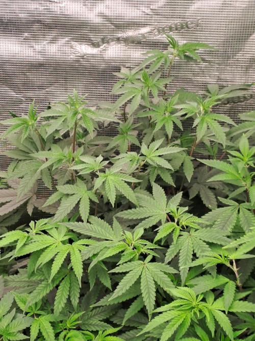 Tiger Paws/Velvet Cream. Week 7