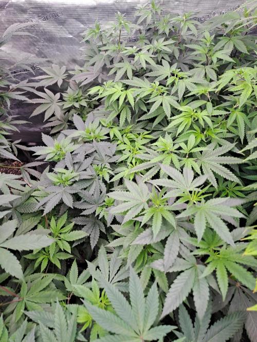 Tiger Paws/Velvet Cream. Week 7