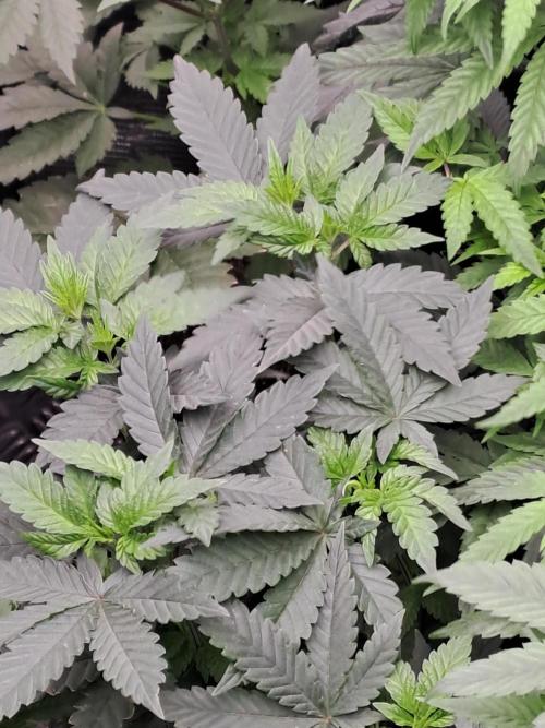 Tiger Paws/Velvet Cream. Week 7