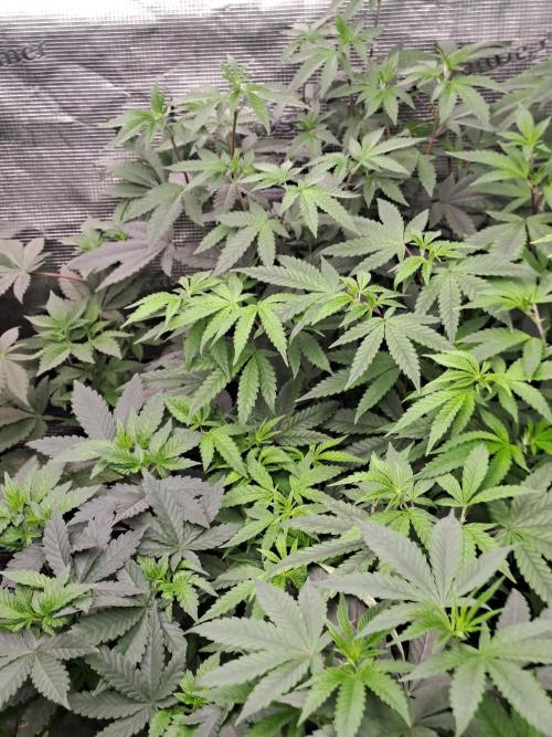 Tiger Paws/Velvet Cream. Week 7