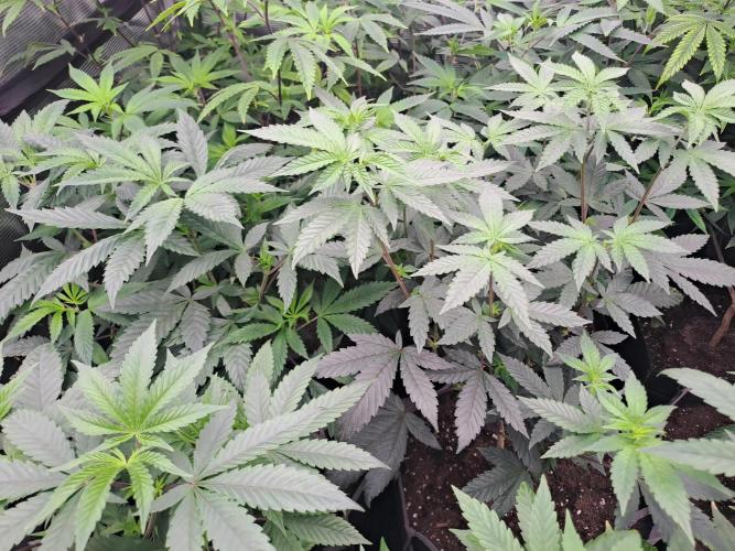 Tiger Paws/Velvet Cream. Week 8