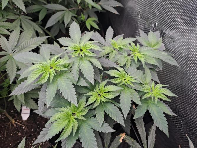 Tiger Paws/Velvet Cream. Week 8