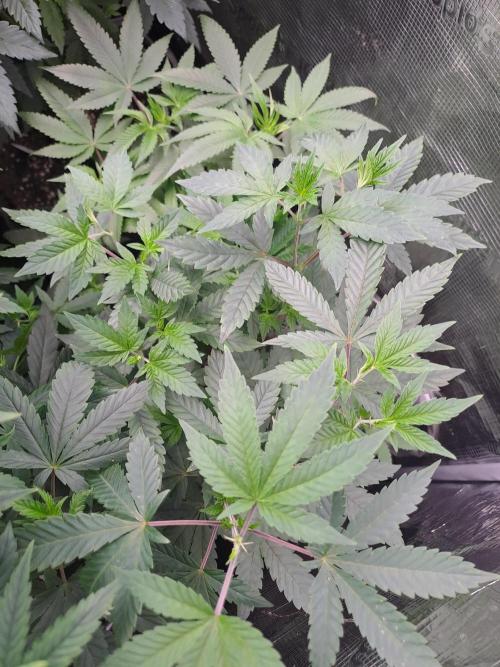 Grape Frappé. Week 9 - 22/12