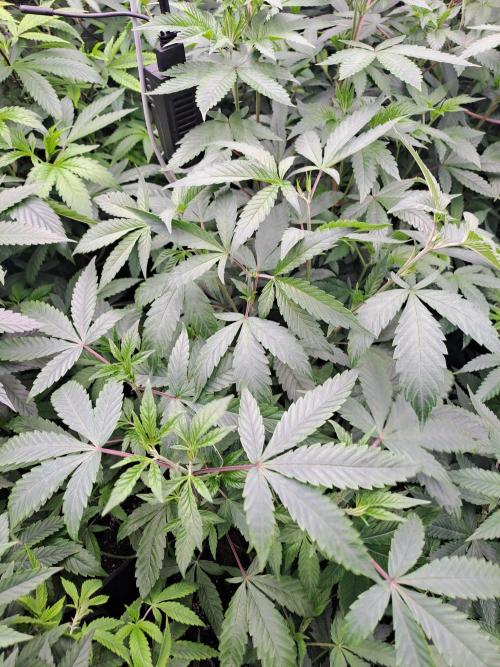 Grape Frappé. Week 9 - 22/12