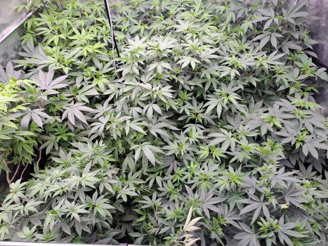 Tiger Paws/Velvet Cream. Week 9 - overview 22/12