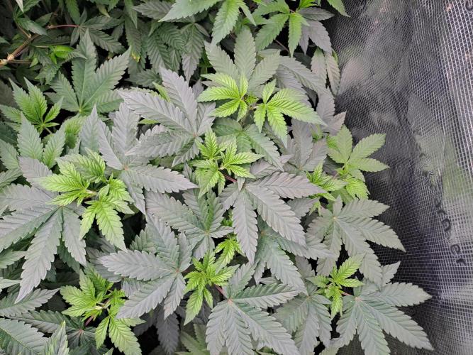 Tiger Paws/Velvet Cream. Week 9 - Velvet Cream 22/12