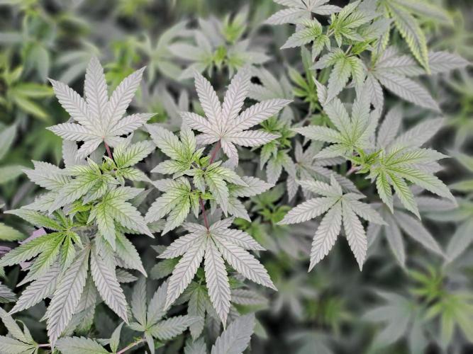 Tiger Paws/Velvet Cream. Week 9 - Tiger paw 22/12