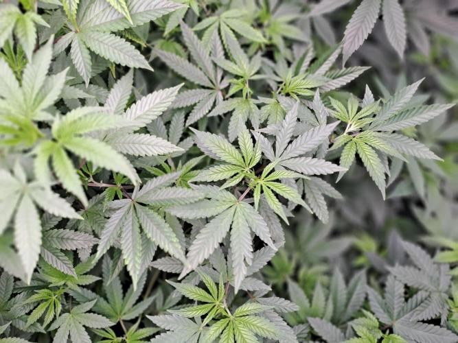 Tiger Paws/Velvet Cream. Week 9 - Tiger Paws 22/12