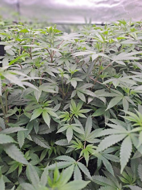 Tiger Paws/Velvet Cream. Week 9 - Tiger Paws 22/12