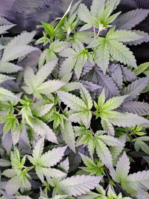 Tiger Paws/Velvet Cream. Week 9 - velvet Cream