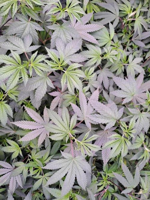 Tiger Paws/Velvet Cream. Week 9 - Tiger Paws 