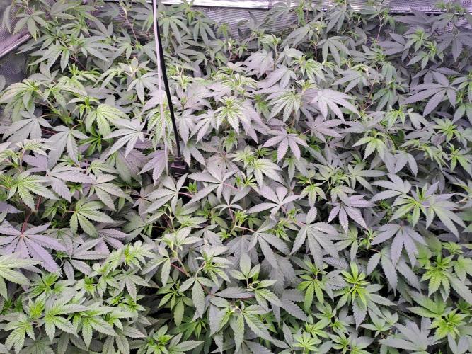 Grape Frappé. Week 9