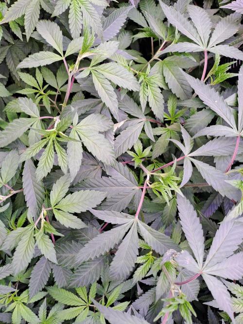 Grape Frappé. Week 9