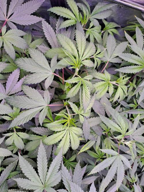 Grape Frappé. Week 9