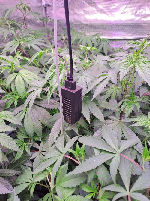 Grape Frappé. Week 9