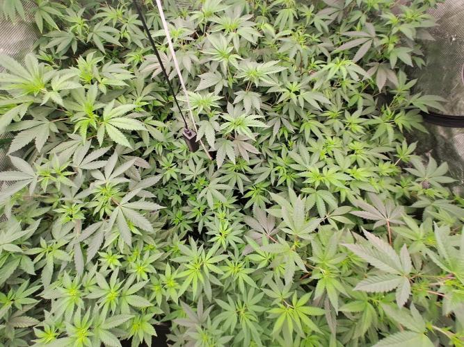 Tiger Paws/Velvet Cream. Week 10 - 28/12