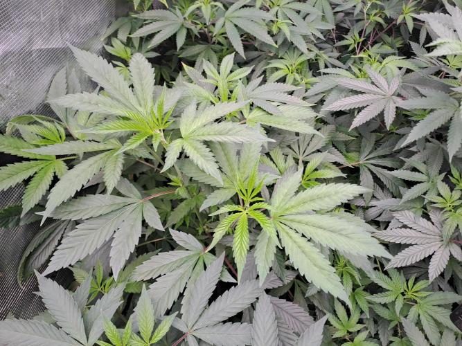 Tiger Paws/Velvet Cream. Week 10 - 28/12 Tiger Paws Day 1