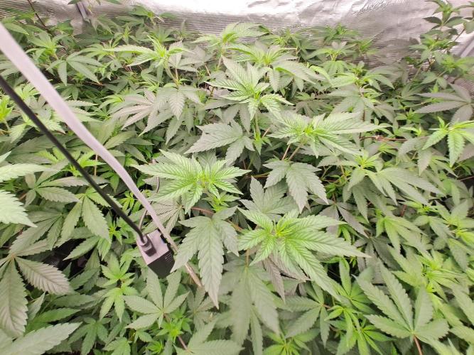 Tiger Paws/Velvet Cream. Week 10 - 28/12