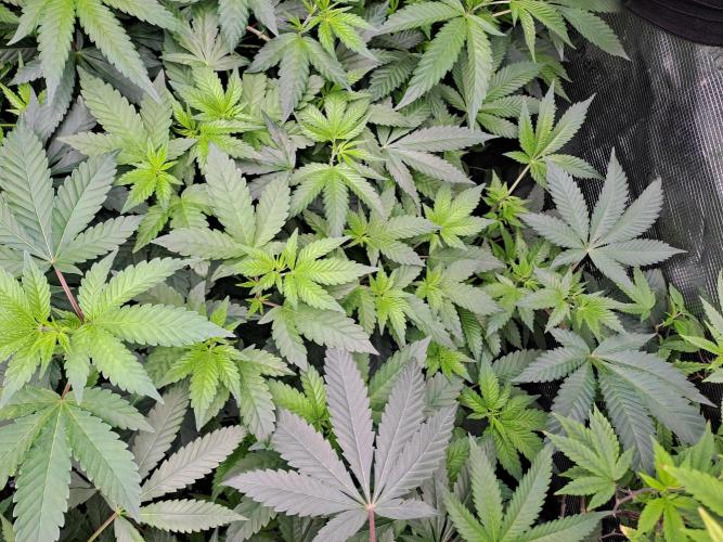 Tiger Paws/Velvet Cream. Week 10 - Velvet Cream Day 1