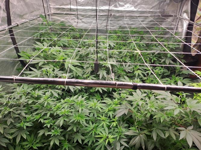 Grape Frappé. Week 10