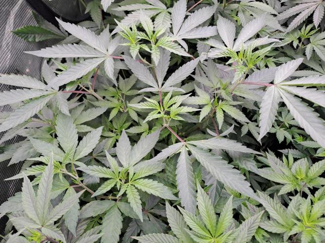 Grape Frappé. Week 10