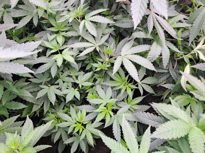 Grape Frappé. Week 10