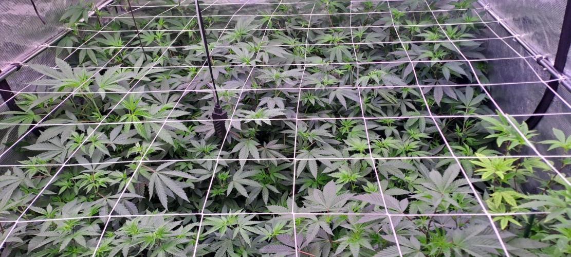 Grape Frappé. Week 10 - Day 2