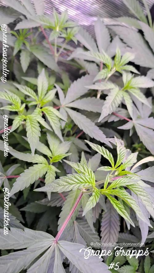 Grape Frappé. Week 10 - Day 2
 Grape Frappé '5