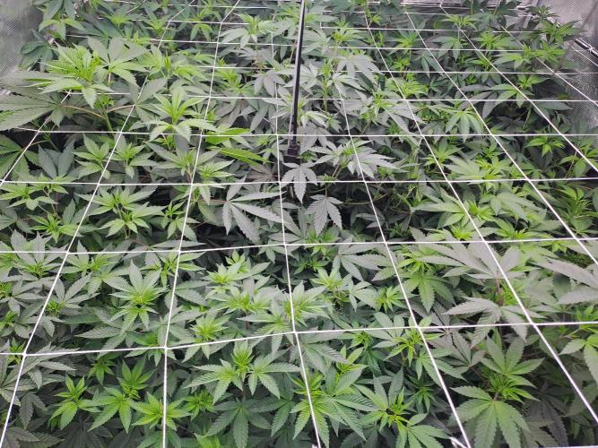 Grape Frappé. Week 10 - Day 3