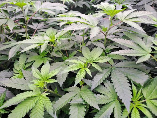 Grape Frappé. Week 10 - Day3 31/12 Grape Frappé #5