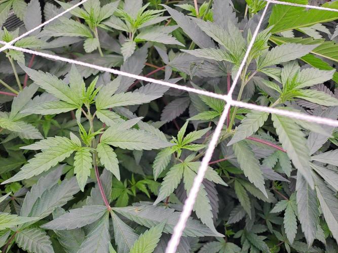 Grape Frappé. Week 10 - Day 3  Grape Frappé #4