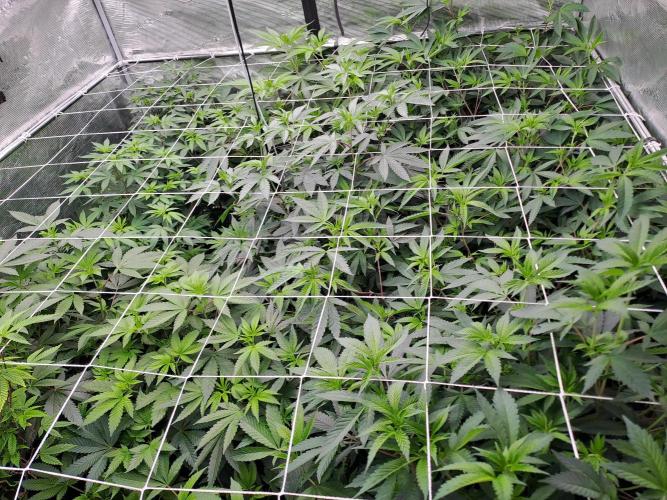 Tiger Paws/Velvet Cream. Week 10 - Day 3 31/12/2025