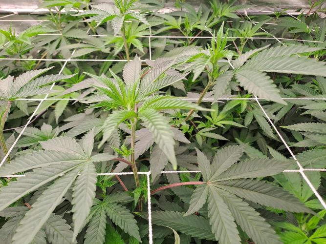 Tiger Paws/Velvet Cream. Week 10 - Day 3 Tiger Paws 