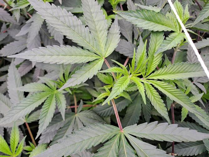 Tiger Paws/Velvet Cream. Week 10 - Tiger Paws 