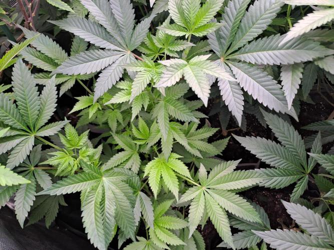 Tiger Paws/Velvet Cream. Week 10 - Velvet Cream #2