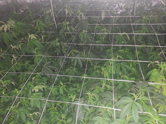 Grape Frappé. Week 10 - Day 4. 01/01/26